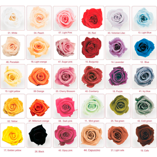 Rosenfarben-coleur-colori
