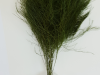 tree fern
