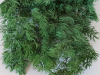 mingfern