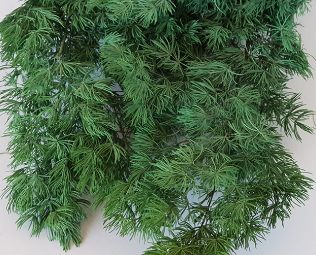 mingfern