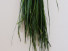 beagrass
