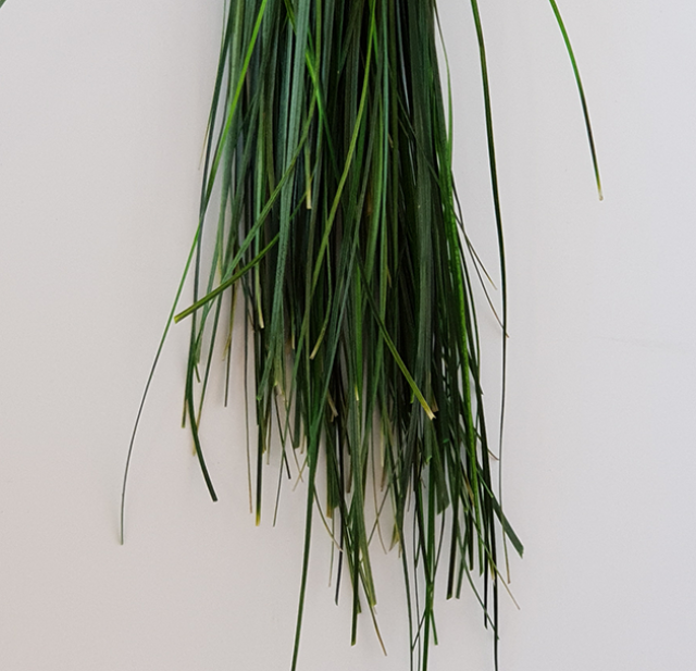 beagrass