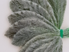lamb´s ear