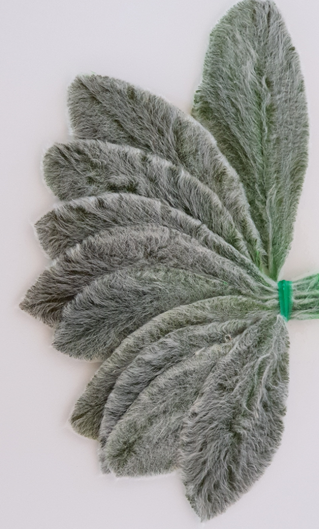 lamb´s ear
