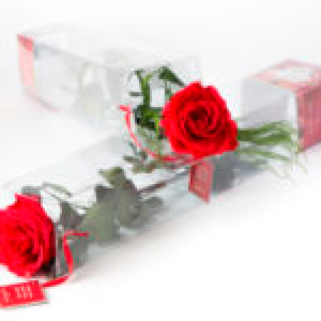 gepackte-rosen