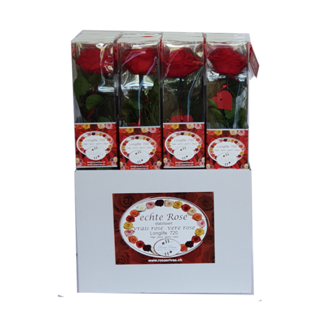 Premium Stielrose Q