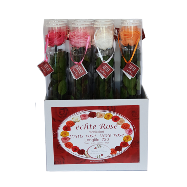 Premium Stielrose